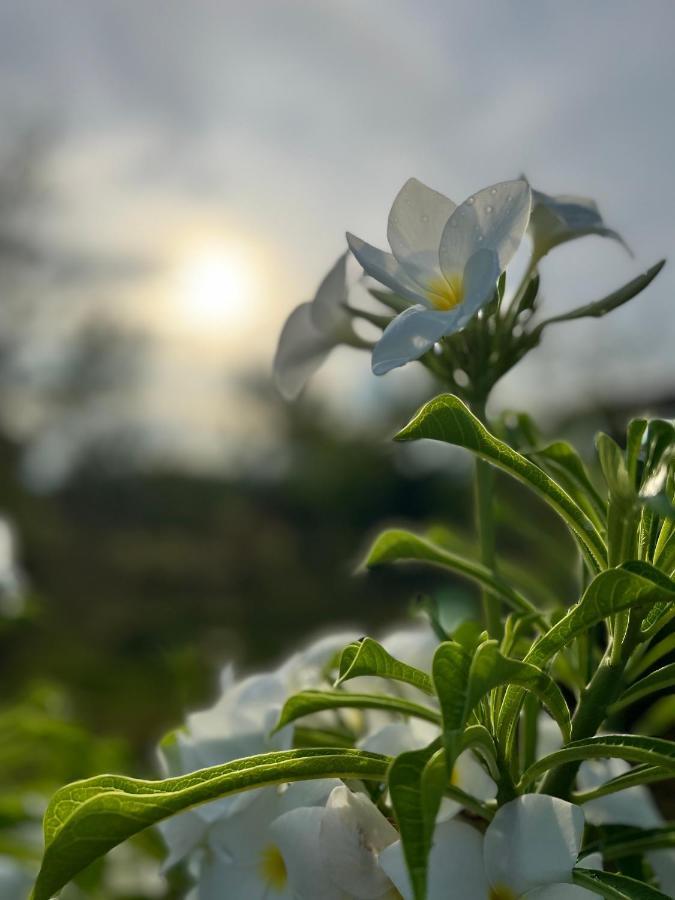 La Plumerias موالبوال المظهر الخارجي الصورة
