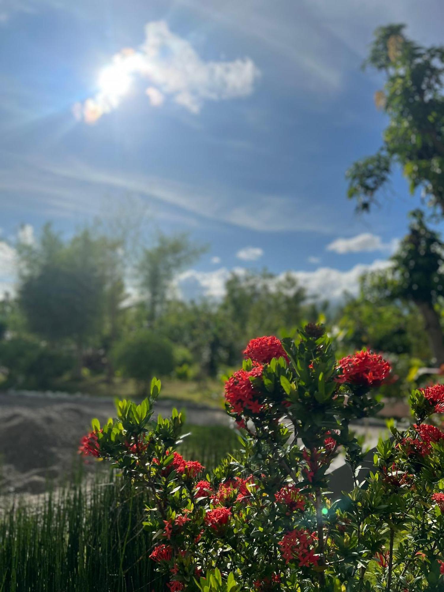 La Plumerias موالبوال المظهر الخارجي الصورة